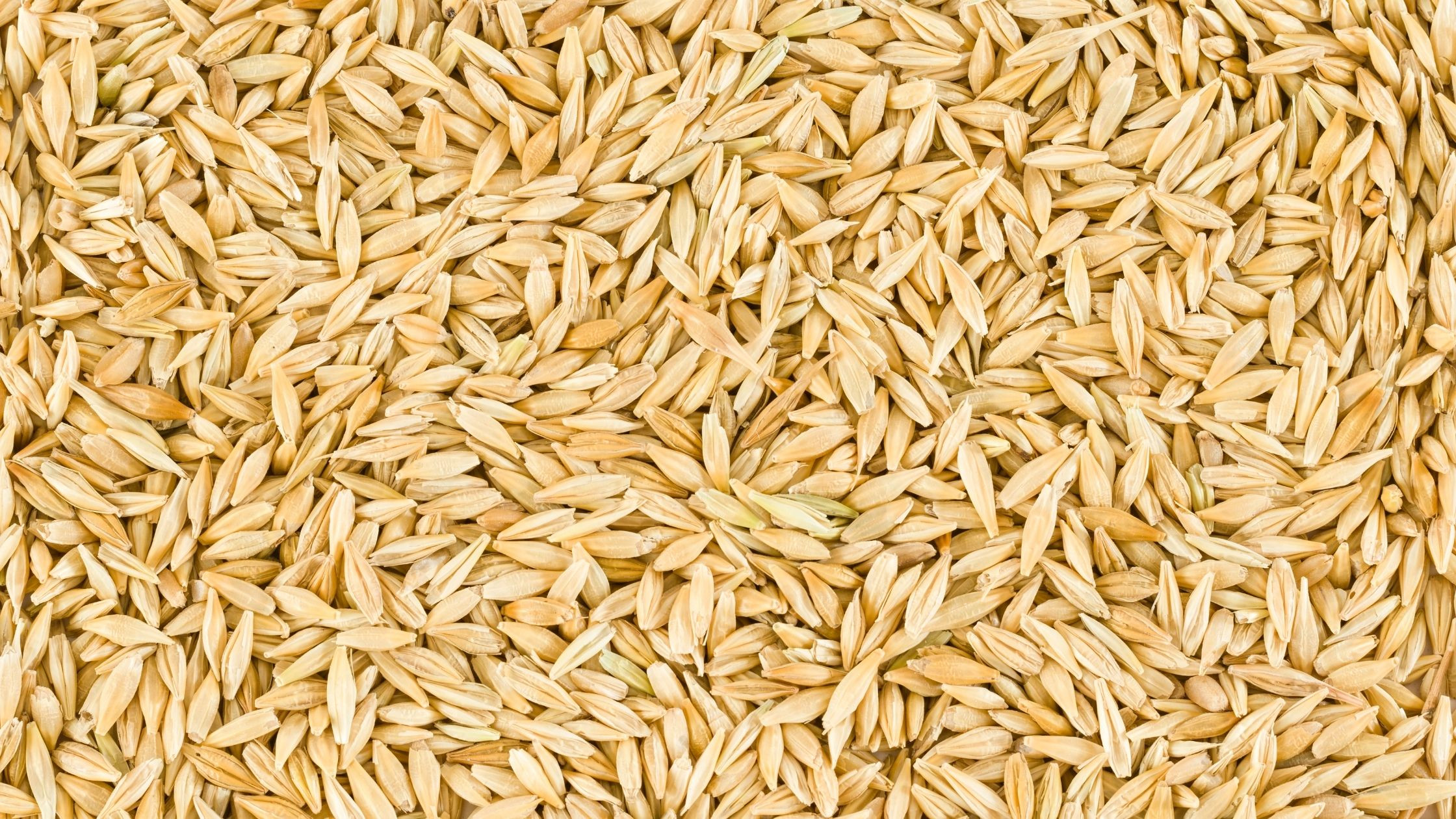 Bulk Barley Procurement