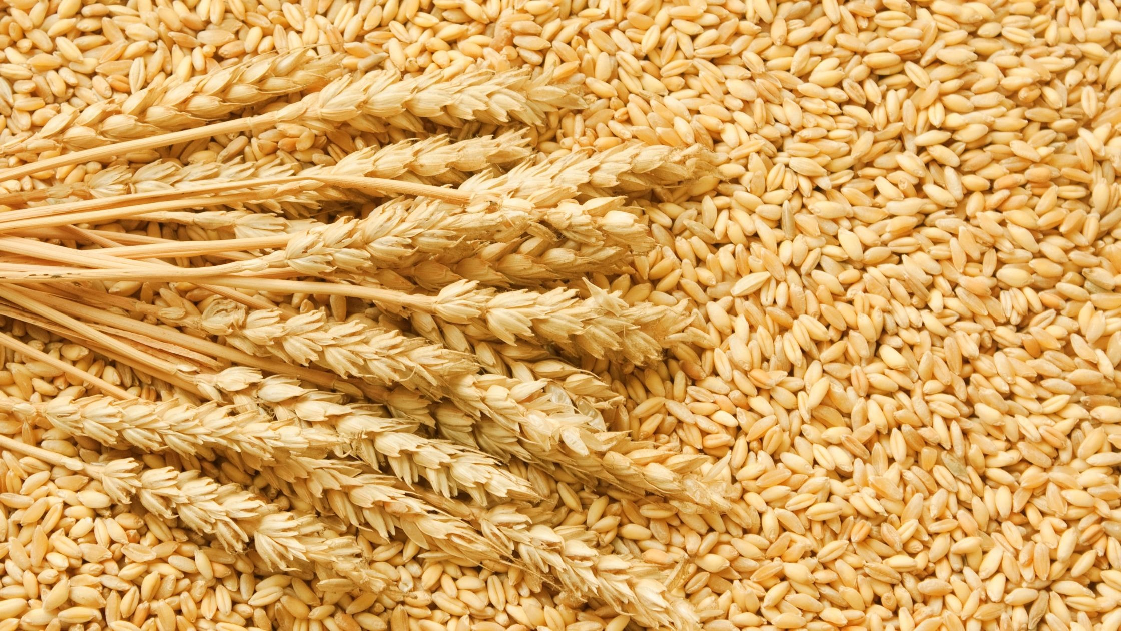 Global grain supply