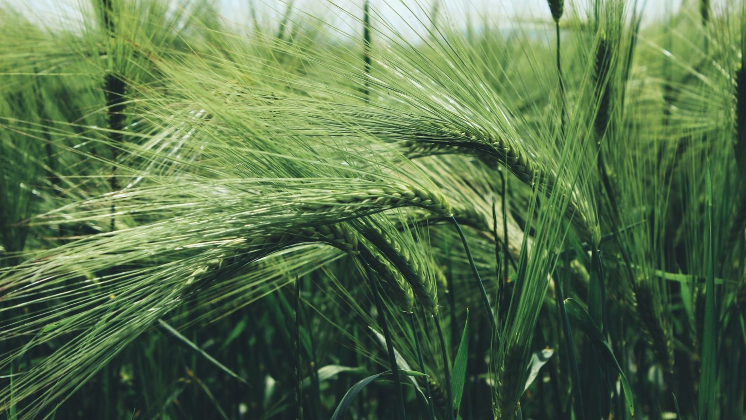 Green barley ears with long awns growing in a field