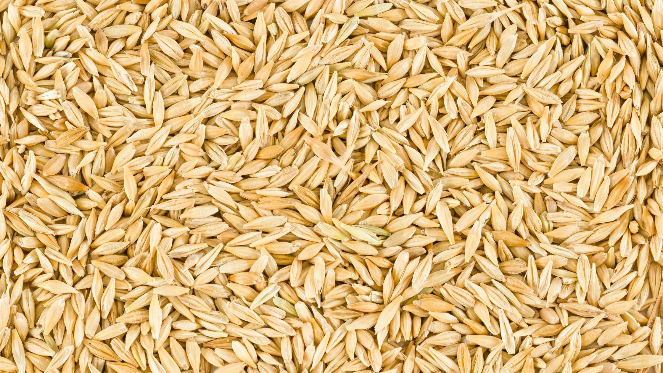 Cebada a granel para malteado, procesamiento de alimentos y alimentación animal