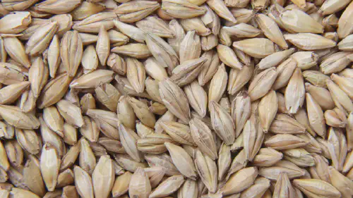 Bulk Barley Supplier: Malt, Feed & Food-Grade