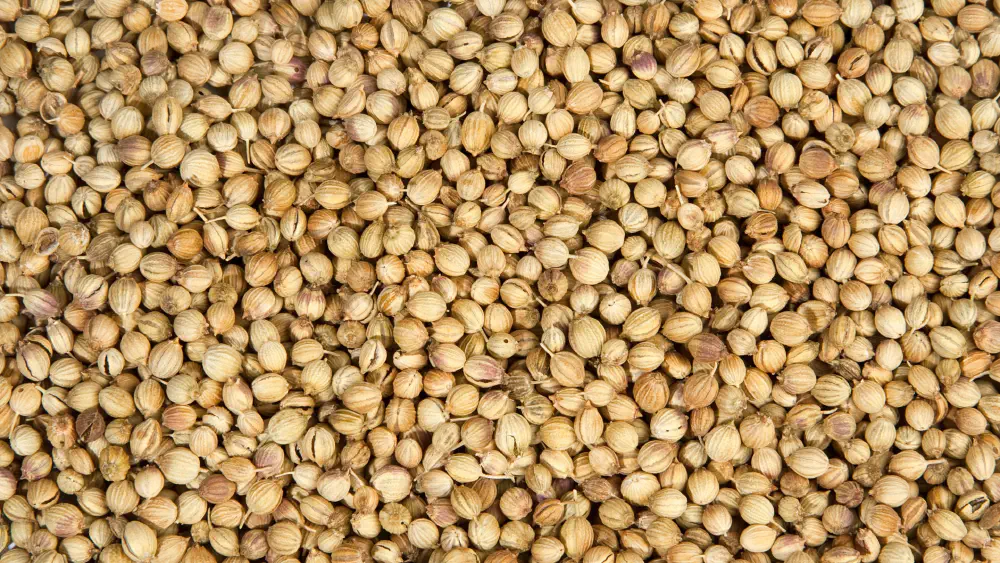 Coriander seeds Supplier | Bulk coriander exporter