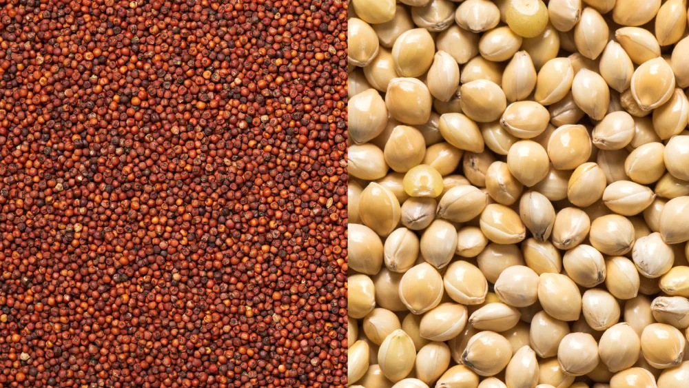 Millet exporter | Bulk red & yellow millet