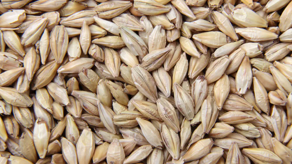 Barley supplier | Global barley exporter