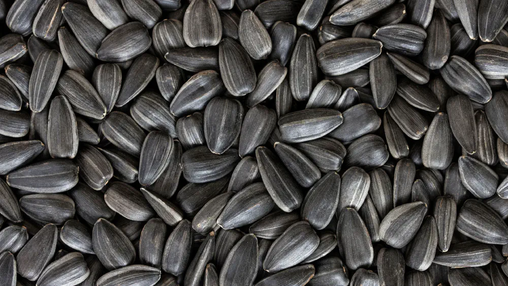 Sunflower seeds supplier | Bulk oilseed exporter