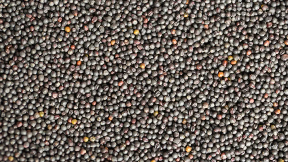 Leverancier van koolzaad | Exporteur van koolzaad in bulk