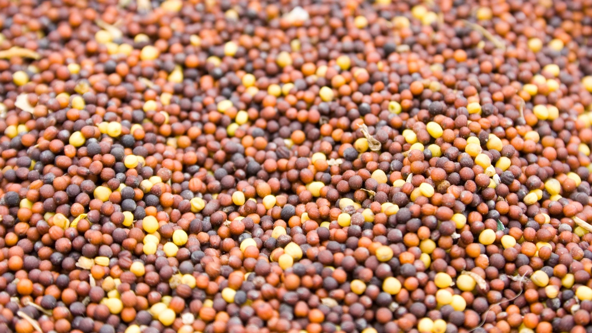 Semillas de colza y semillas verificadas tipo canola, suministradas para la extracción de aceite comestible e industrial