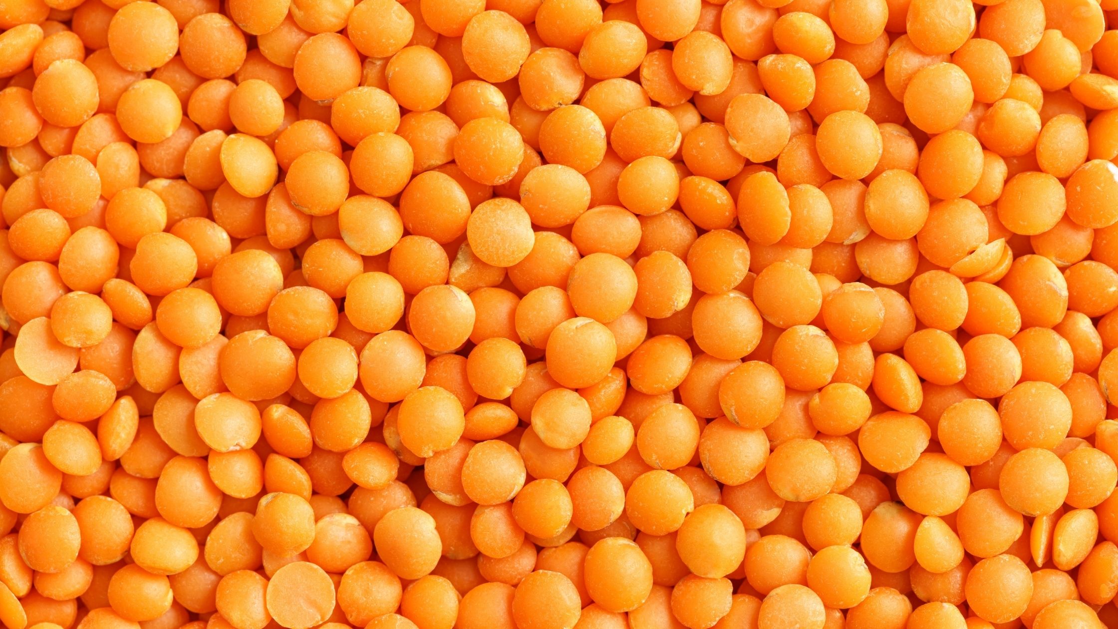 Lentilles rouges entières et fendues pour les transformateurs et acheteurs en gros