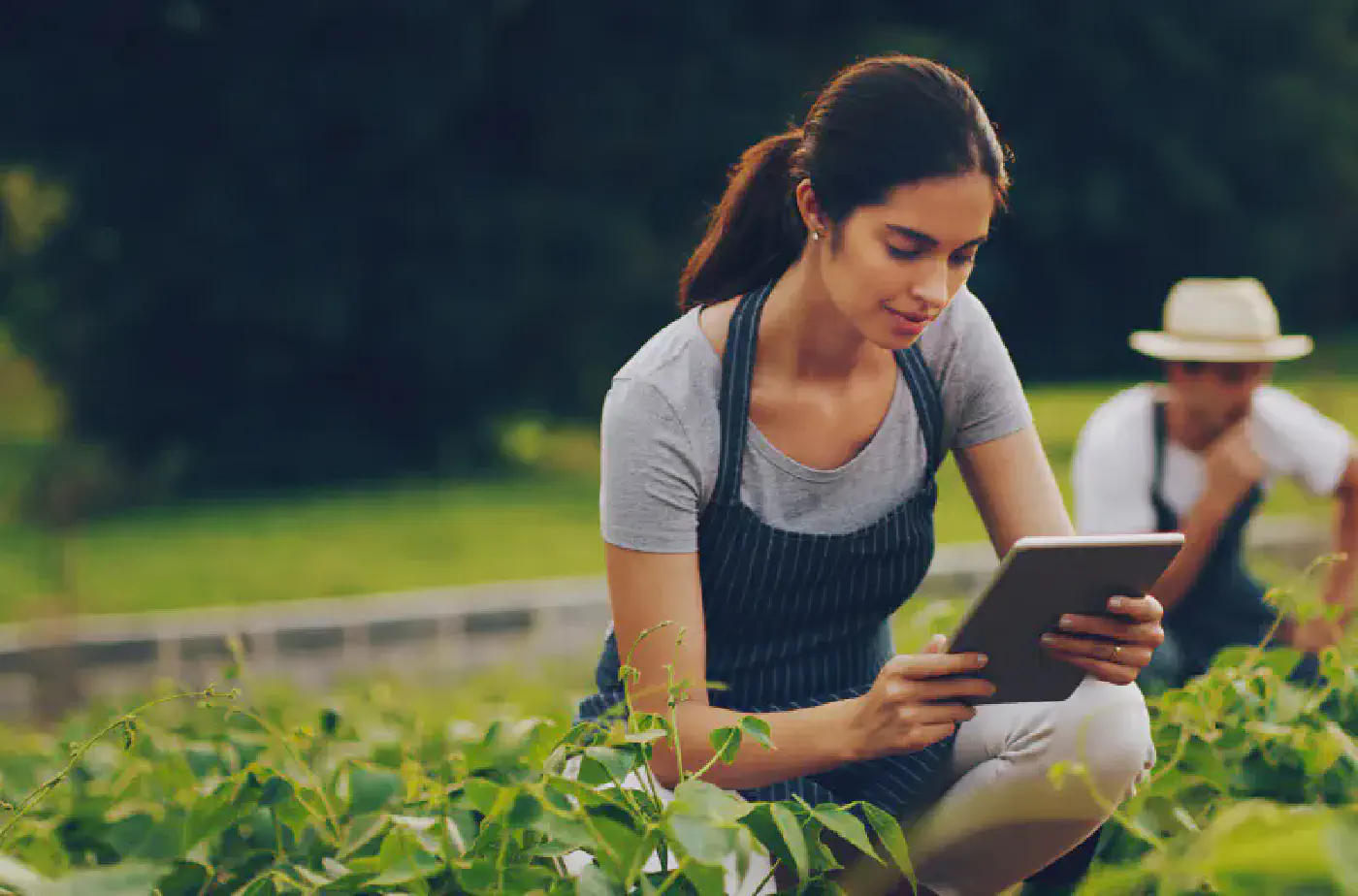 Landwirt prüft Feldfrüchte mit einem Tablet
