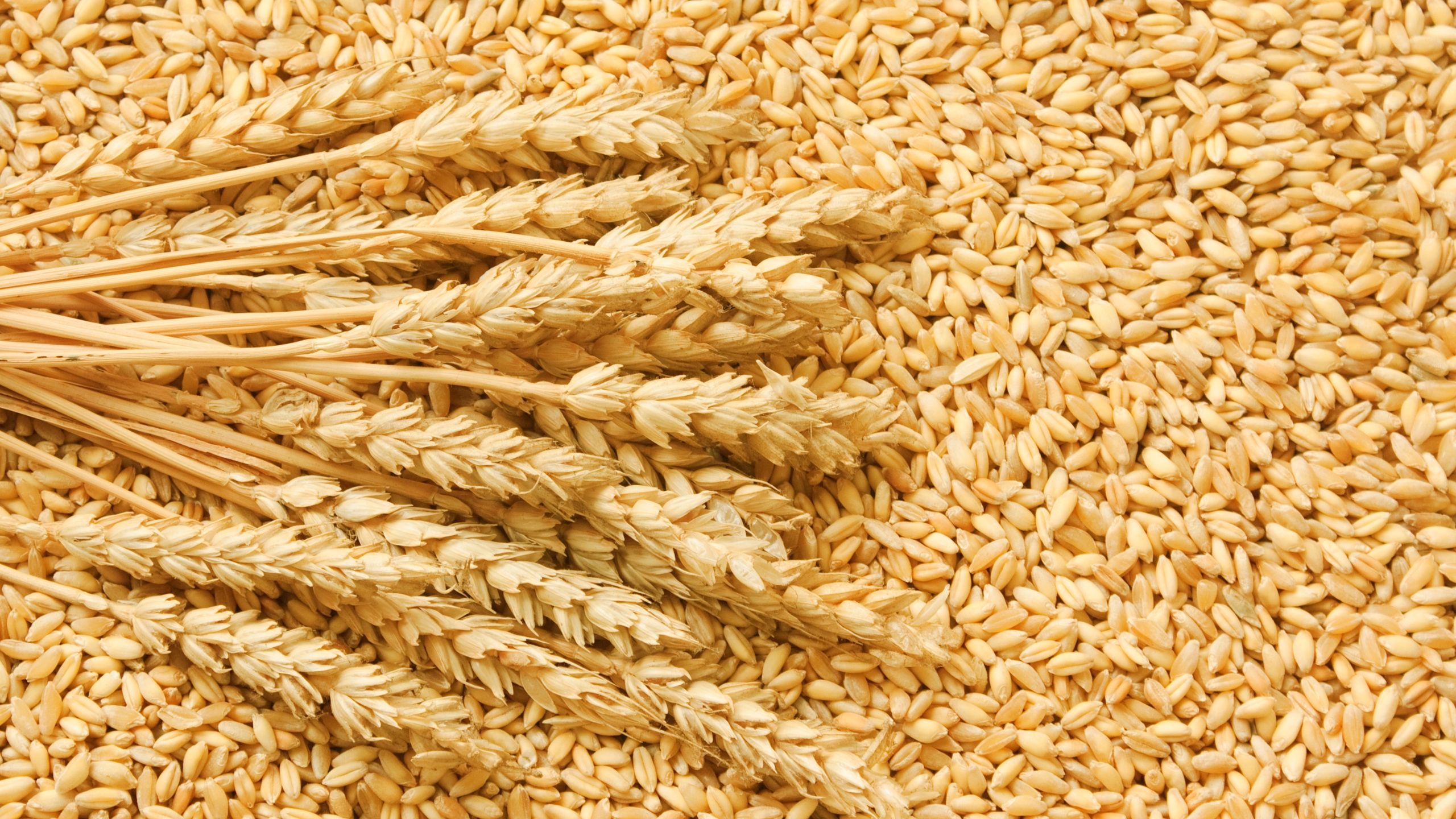 Wheat supplier | Bulk Wheat Exporter | Zenith Eclipse Co