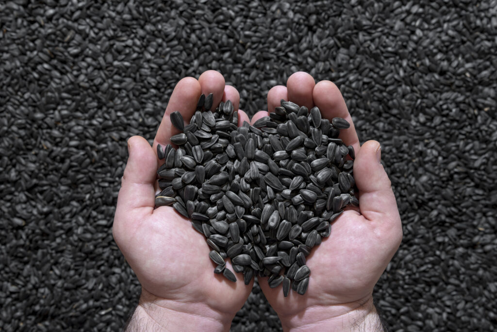 Sunflower seeds held in hands