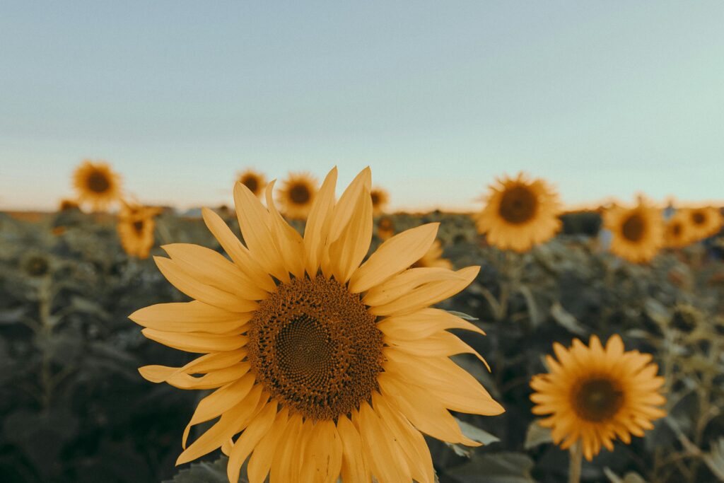 Sunflower seeds Supplier